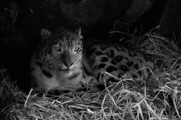 Un leopardo delle nevi
 - Foto, immagini