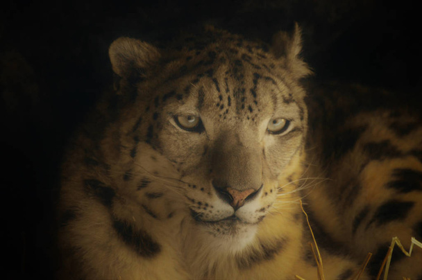 Un léopard des neiges
 - Photo, image