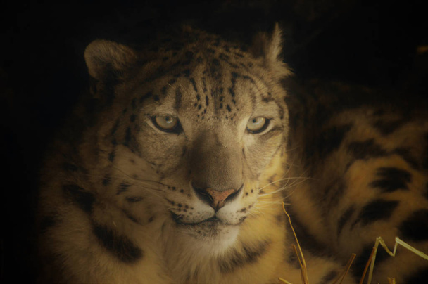 snow leopard - Zdjęcie, obraz