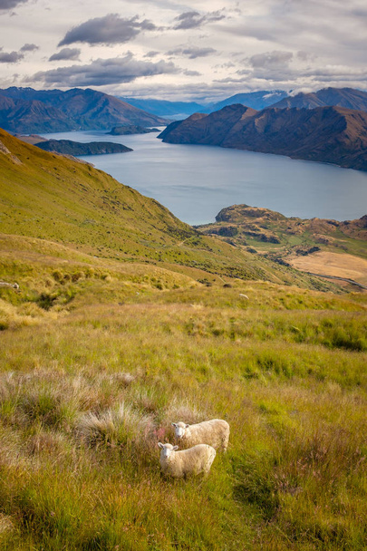 Maisemanäkymä Wanaka-järvelle, vuorille ja lampaille, NZ
 - Valokuva, kuva