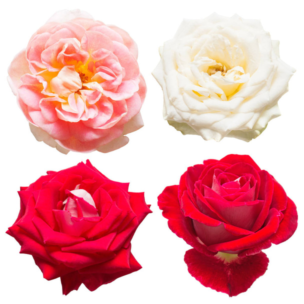 Uma bela coleção de flores de rosas em branco, vermelho e rosa c
 - Foto, Imagem