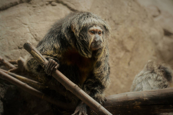 A Saki majom - Fotó, kép