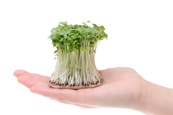 Crescer salada mostarda agrião na palma da mão
 - Foto, Imagem