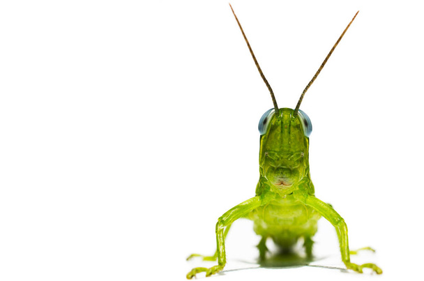 Heinäsirkka vihreä hyönteinen
 - Valokuva, kuva