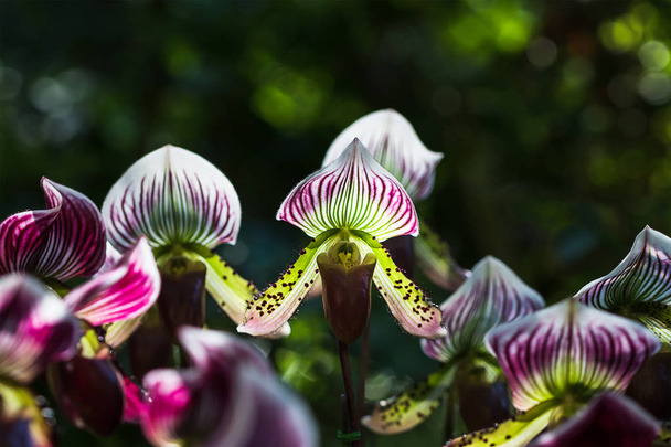 Paphiopedilum der Orchideenblume - Foto, Bild