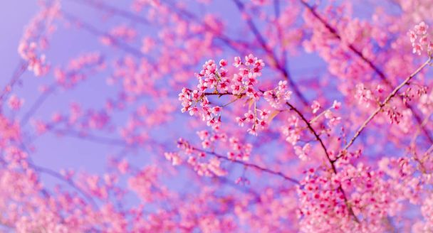 Wild Himalayan cherry blooming (Prunus cerasoides) - Photo, Image