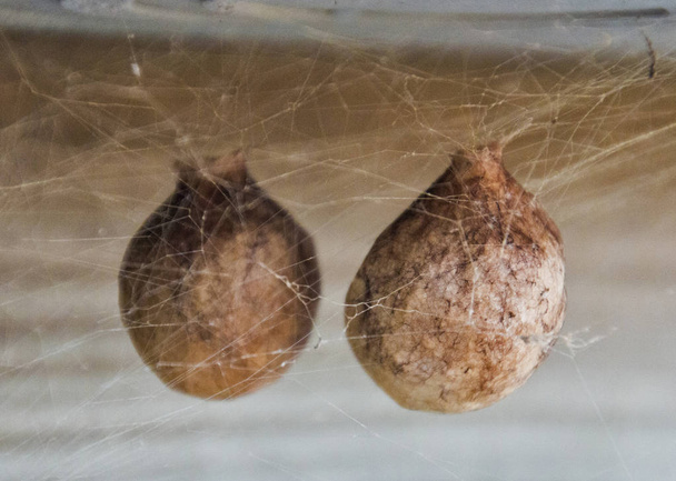 Dos huevos de araña
 - Foto, imagen