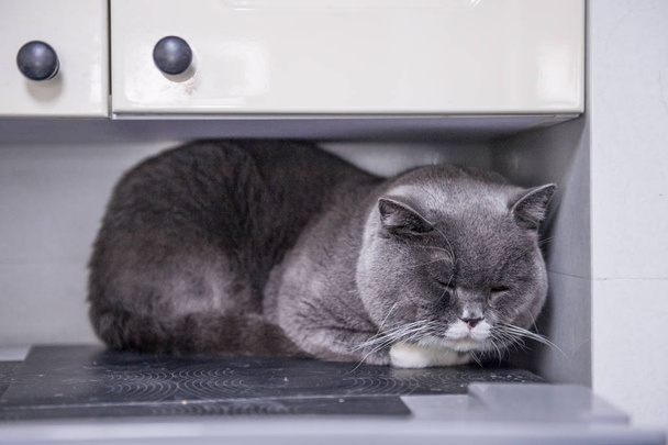 British short hair cat hug under the cupboard - Photo, image