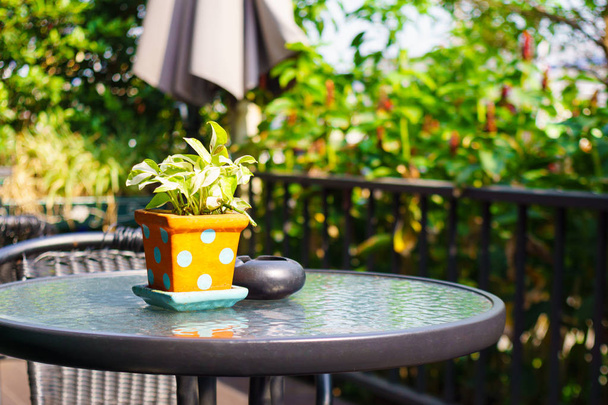 Διακόσμηση κήπου - Golden πόθος φυτό σε γλάστρα βάζο και τασάκι  - Φωτογραφία, εικόνα