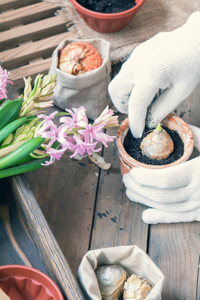 Mujer manos plantando jacinto
 - Foto, imagen
