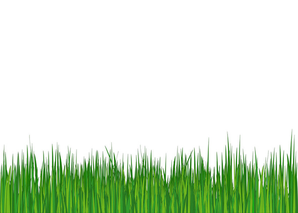 Gras. Zomer (lente) achtergrond. Vector - Vector, afbeelding