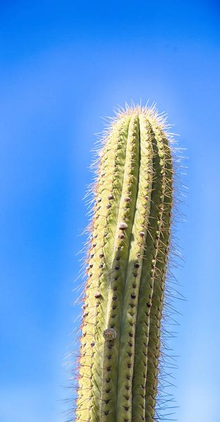   hoja abstracta de cactus planta y luz
 - Foto, Imagen