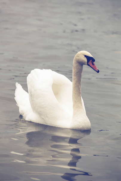 Swan with spread wings 3 - Photo, Image