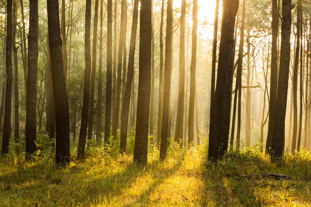 сонячна думка сосни ліс
 - Фото, зображення