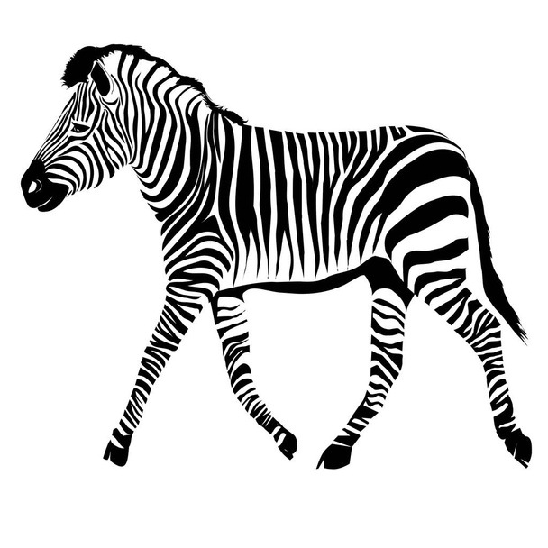  Color abstract zebra  - Photo, image