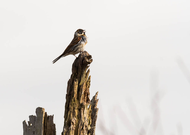 Reed bunting (Emberiza schoeniclus) male singing from post - Photo, Image