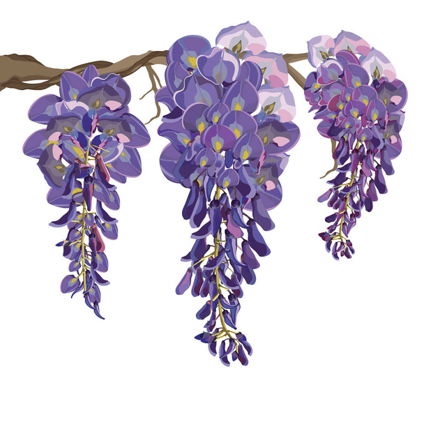 Purple Wisteria Vector Illustration - Vector, Image