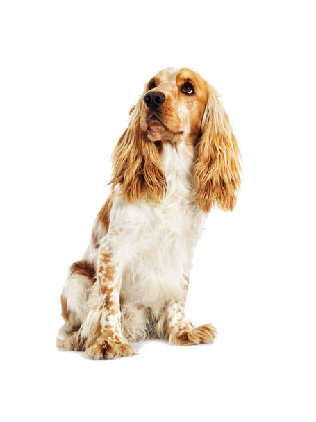 English Spaniel dog  - Photo, Image