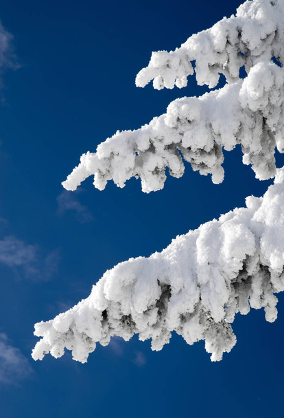Besneeuwde takken van fir tree en blauwe hemel - Foto, afbeelding