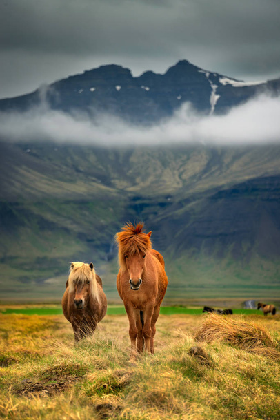 Deux chevaux icelandiques  - Photo, image