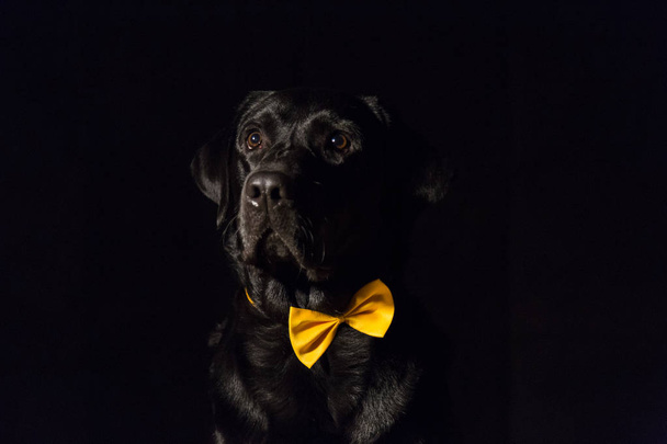 dog portrait on black background. Beautiful black labrador with  - Foto, immagini