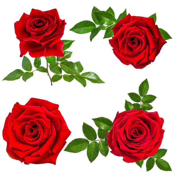 rose isolated on the white  - Photo, Image