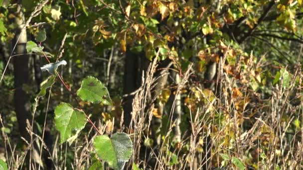 Réti fű és fa a kora őszi reggel. 4k - Felvétel, videó