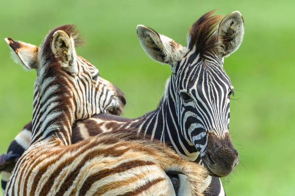  Gli affetti del collo del vitello di Zebra Fauna selvatica
 - Foto, immagini