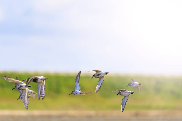 песочницы летают на фоне зеленой травы
 - Фото, изображение