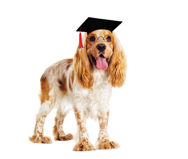 dog with glasses and a master's cap - Foto, afbeelding