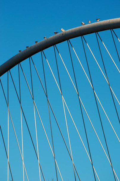 Бильбао, Страна Басков, Испания: чайки на белой арке Zubizuri, белый мост или Кампо Волантин мост Сантьяго Калатрава
 - Фото, изображение