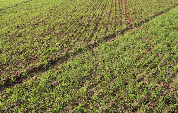 Green rye field - Foto, Imagem