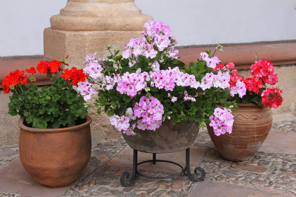 Горщики рожеві і червоні Geraniums - Фото, зображення