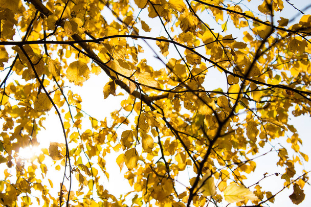 The rays of the Sun through the leaves - Zdjęcie, obraz