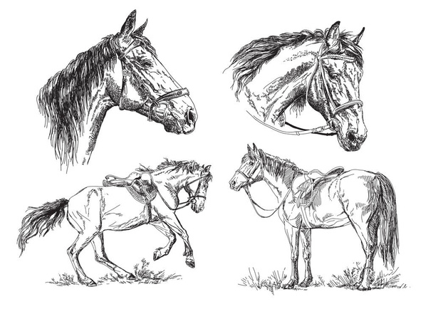 Set of vector hand drawing horses in black and white - Vector, Image