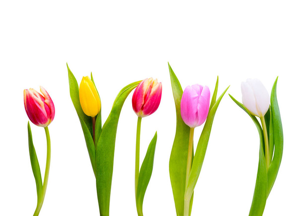 Isolated tulips on white background - Fotó, kép