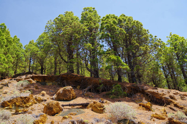 Καναρίνι πευκοδάσος κοντά El Julan στο El Hierro, Ισπανία. - Φωτογραφία, εικόνα