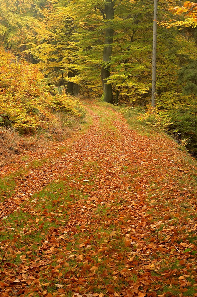 Sentiero forestale con albero
 - Foto, immagini