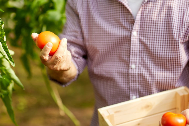 Ανώτερος άνθρωπος καλλιέργεια ντομάτας σε θερμοκήπιο αγρόκτημα - Φωτογραφία, εικόνα