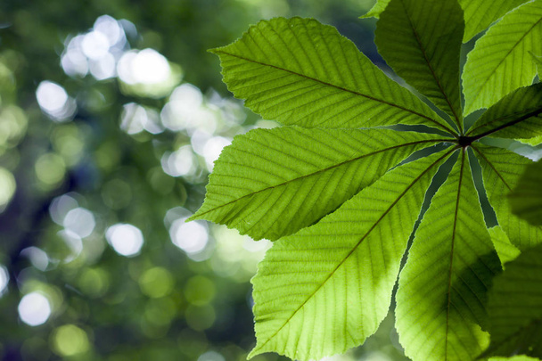 Fresh green chestnut tree leaf in spring park with blurred backg - 写真・画像