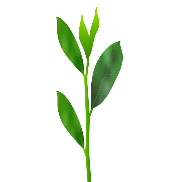 Yeşil çay yaprakları simgesi - Vektör, Görsel