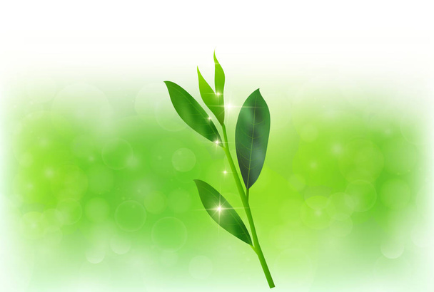πράσινο τσάι φύλλα φόντο - Διάνυσμα, εικόνα