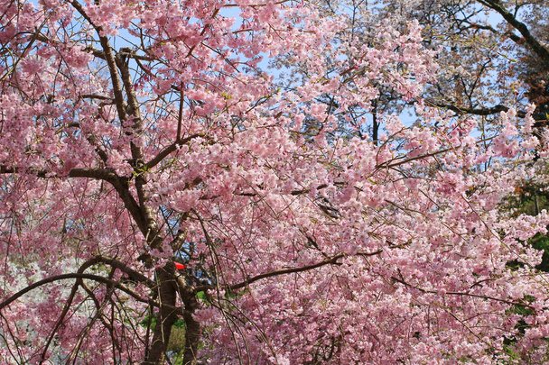 flores de cereja de yoshino
 - Foto, Imagem