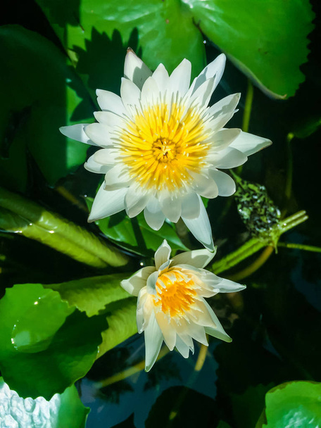 Lotus dans le bassin
 - Photo, image