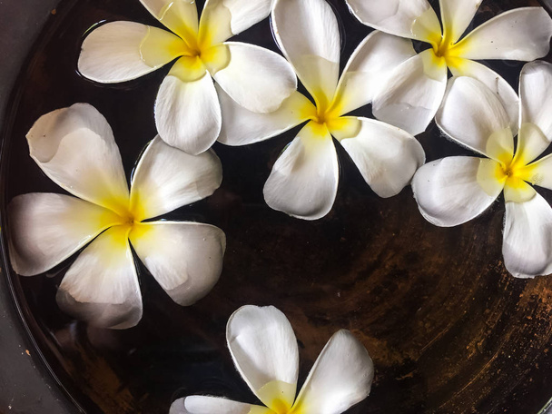Flor de plumeria flutuante
 - Foto, Imagem