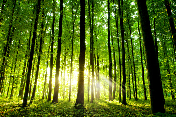 Bela floresta verde
 - Foto, Imagem