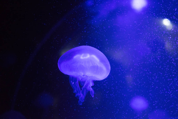 meduza v akvariu - Foto, Imagem