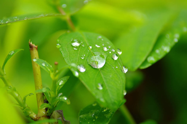 Вода падає на зелене листя
 - Фото, зображення