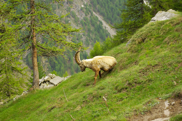 Steinbocks (Capra Ibex) in the valley of Cogne, Italy. - Photo, image