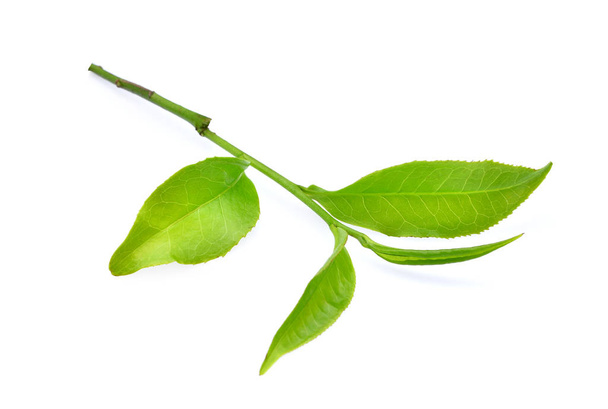 green tea leaf ilsolated on white background - Foto, Imagen